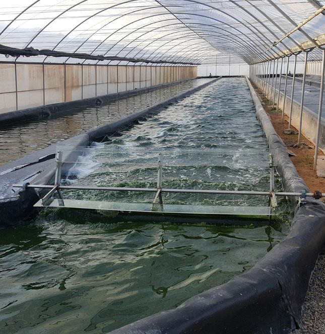 Spirulina Facility