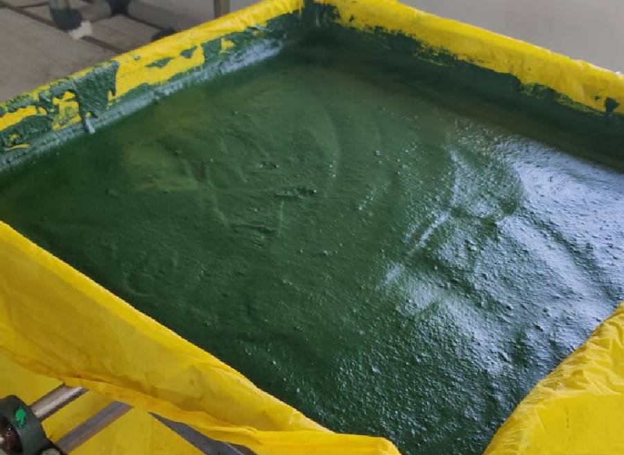 Spirulina Assisted Dewatering