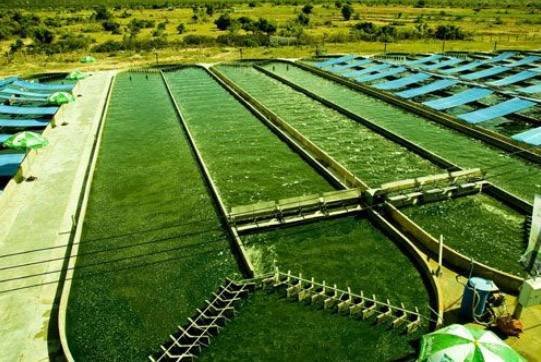 Research in Spirulina Farming