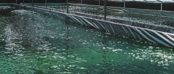 The Economics of Spirulina Farming: Is It a Profitable Venture?