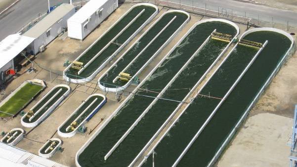 Spirulina Farming: Costs and Profits