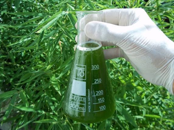 Quality Control in Spirulina Production: Ensuring Safety and Purity