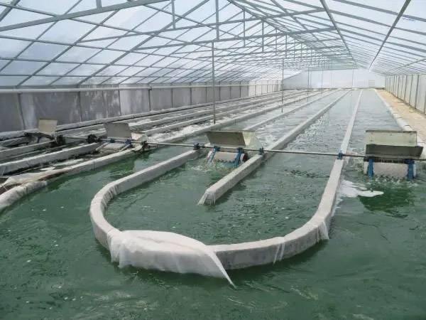 Economic Viability of Large-Scale Spirulina Production: A Deep Dive