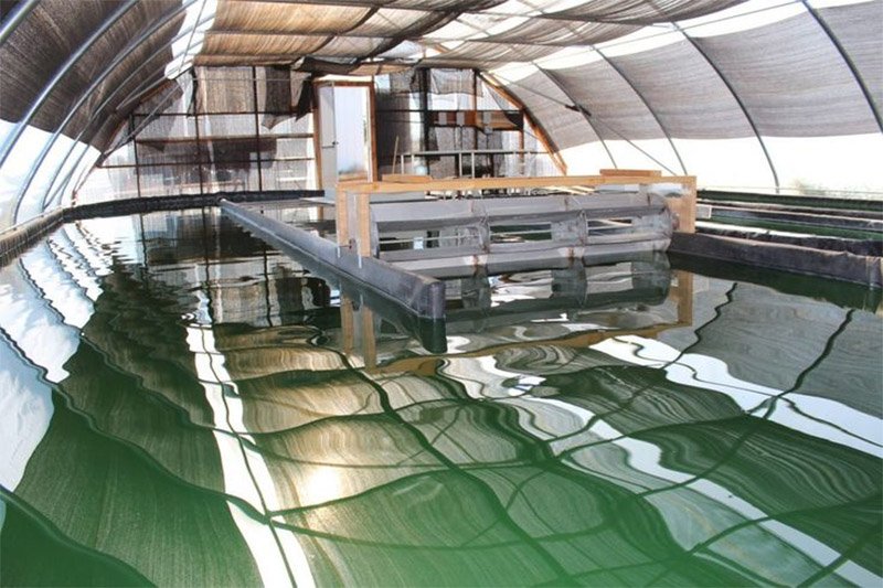 Innovation in Spirulina Farming