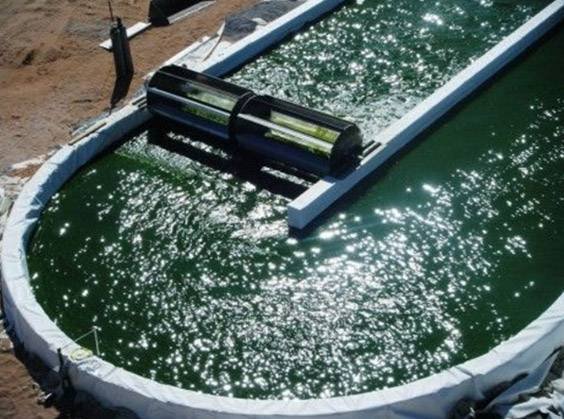 Spirulina Farming for Carbon Capture