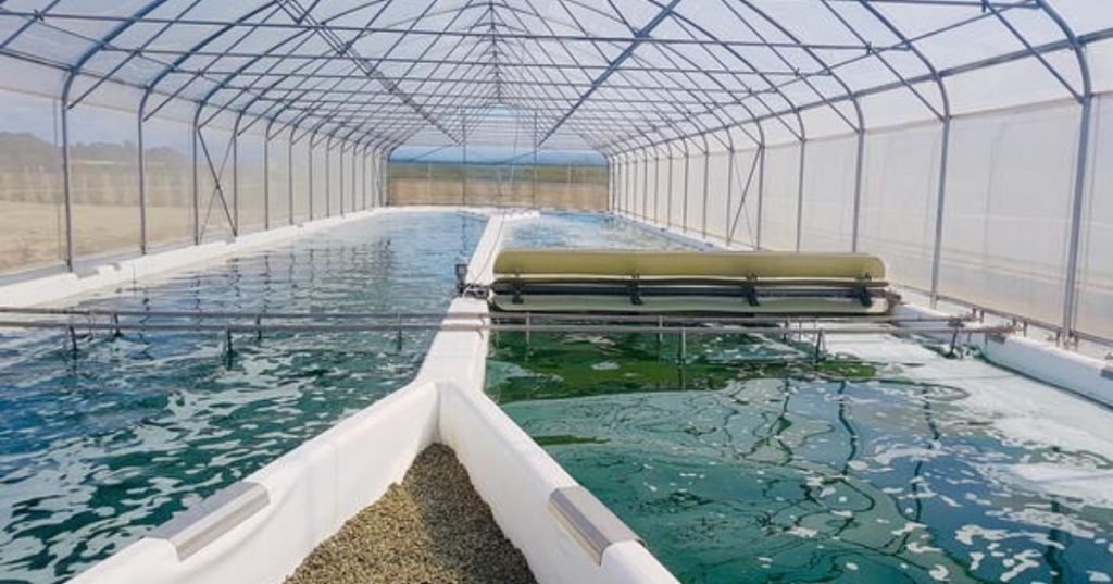 Challenges and Solutions in Scaling Spirulina Farming for Mass Production