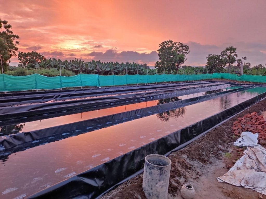 Spirulina Farming for the Future: Sustainable Mass Production Practices