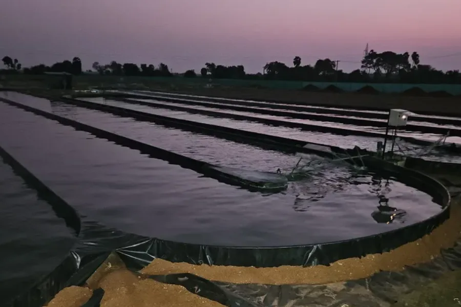 Discover Spirulina Farming: Earn While Helping the Environment