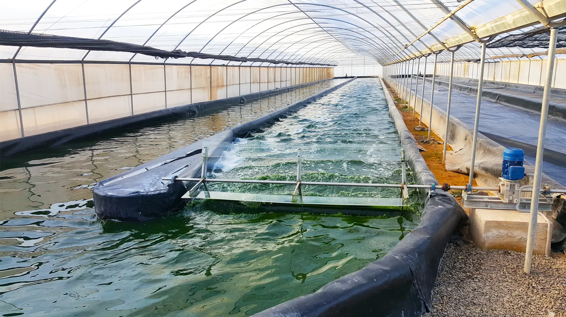 spirulina-farming-setup spirulina-farming-setup