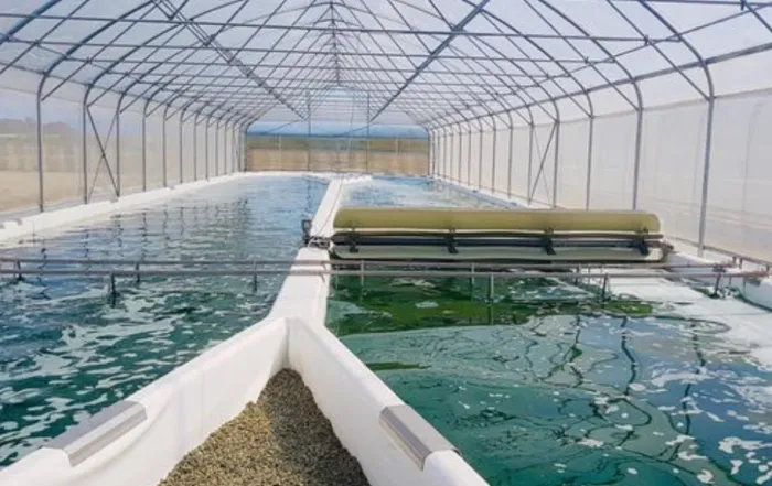 Challenges and Solutions in Scaling Spirulina Farming for Mass Production