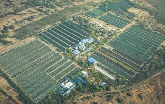 Designing Large-Scale Spirulina Farms: Best Practices for Maximum Efficiency