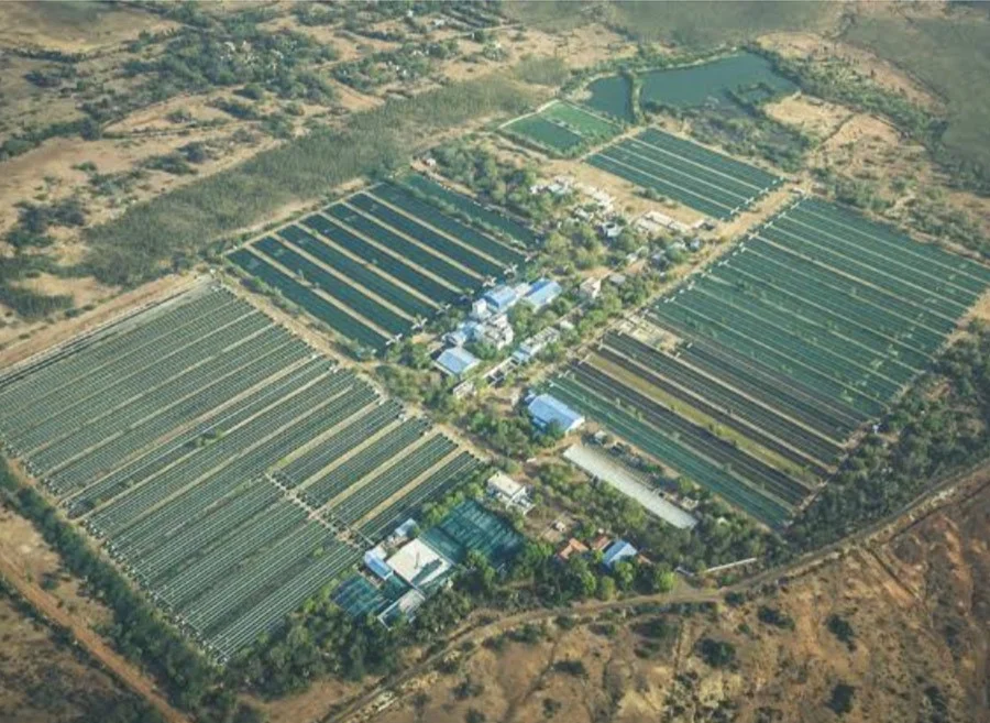 Designing Large-Scale Spirulina Farms: Best Practices for Maximum Efficiency