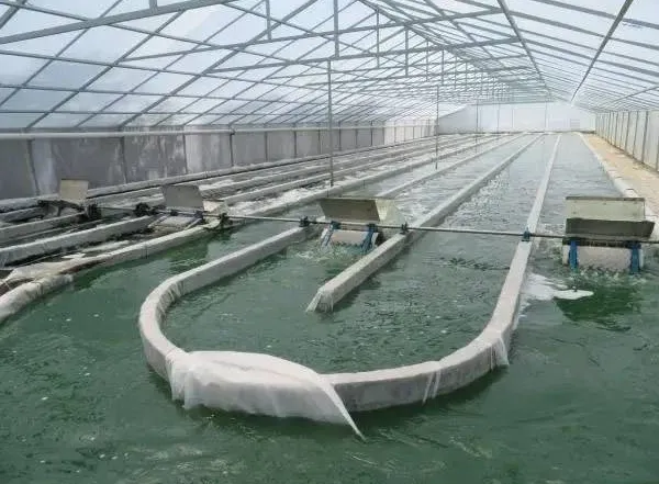 Economic Viability of Large-Scale Spirulina Production: A Deep Dive