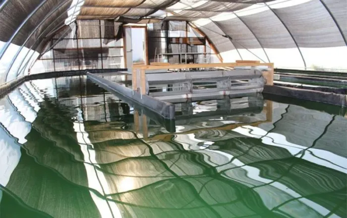 Exploring Existing Agriculture Projects: Innovations in Sustainable Farming with Spirulina