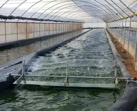 Join the Spirulina Revolution: Grow with Greenbubble