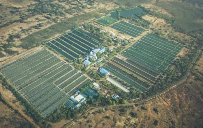 Large Scale Spirulina Cultivation: Techniques and Technology