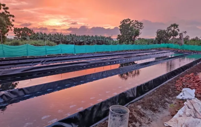 Spirulina Farming for the Future: Sustainable Mass Production Practices