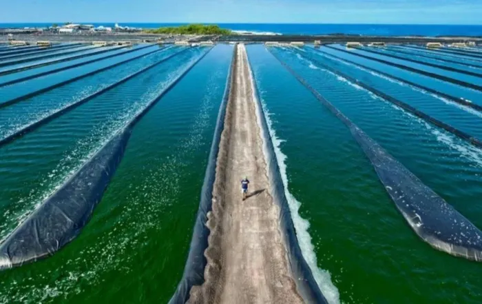 Spirulina Quality Control in Mass Production Ensuring Consistency and Safety
