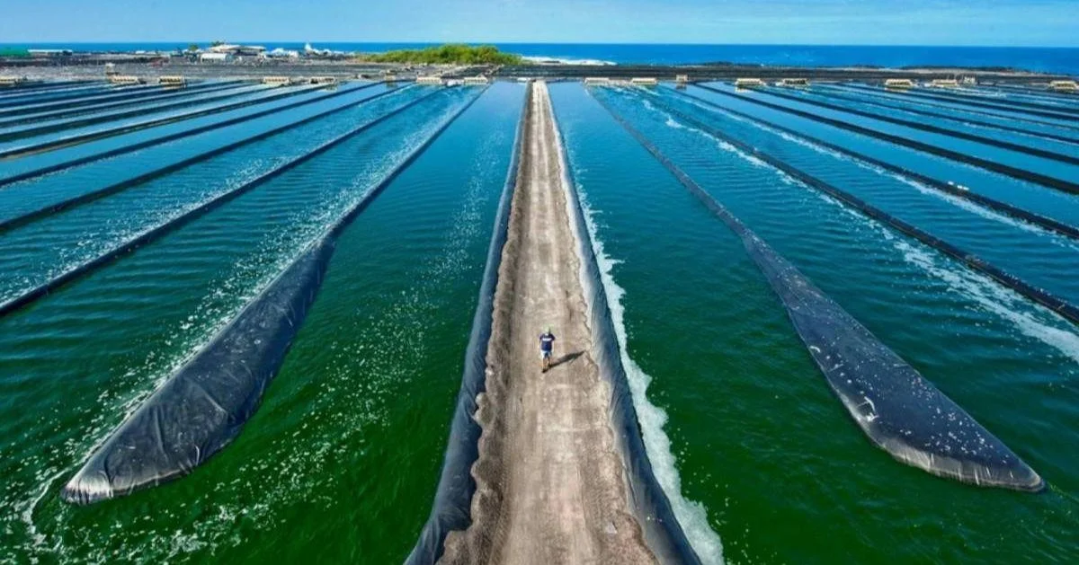 Spirulina Quality Control in Mass Production Ensuring Consistency and Safety