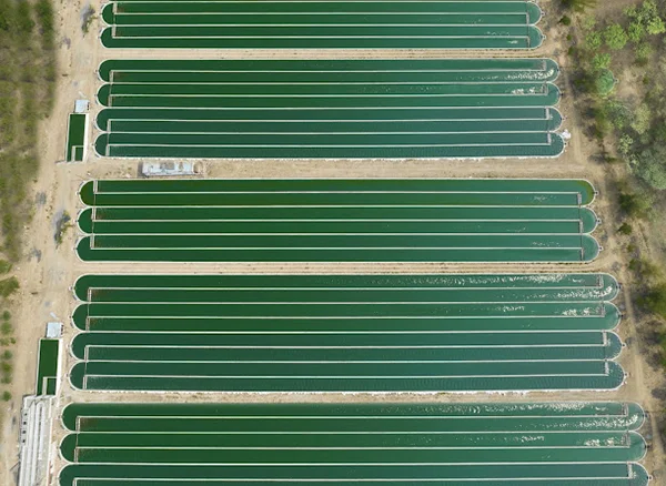 The Role of Climate and Geography in Large-Scale Spirulina Farming