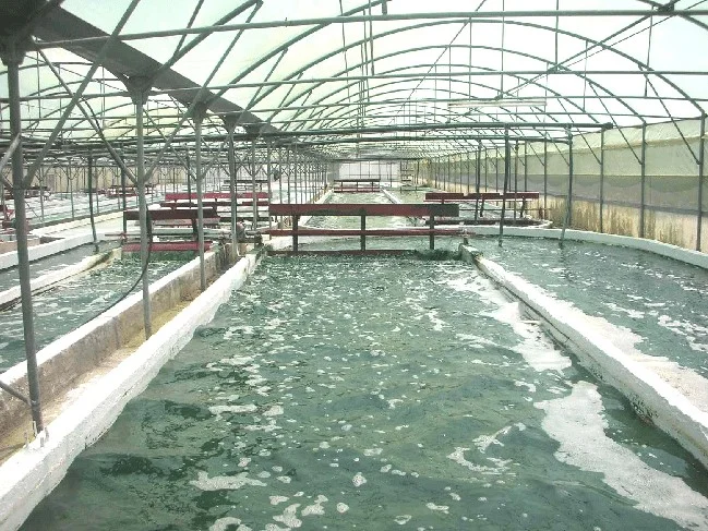 The Ultimate Guide to Mass-Producing Spirulina: Key Steps for Commercial Success