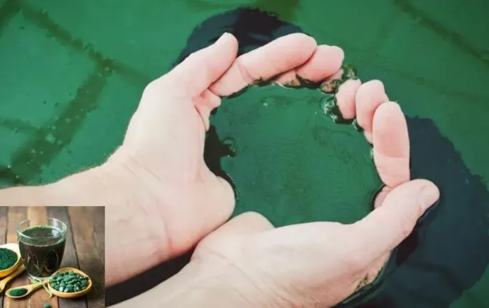 How to Optimize Spirulina Yield: Tips for Scaling Production Efficiently
