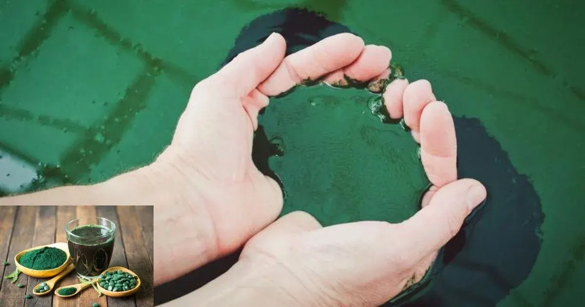How to Optimize Spirulina Yield: Tips for Scaling Production Efficiently