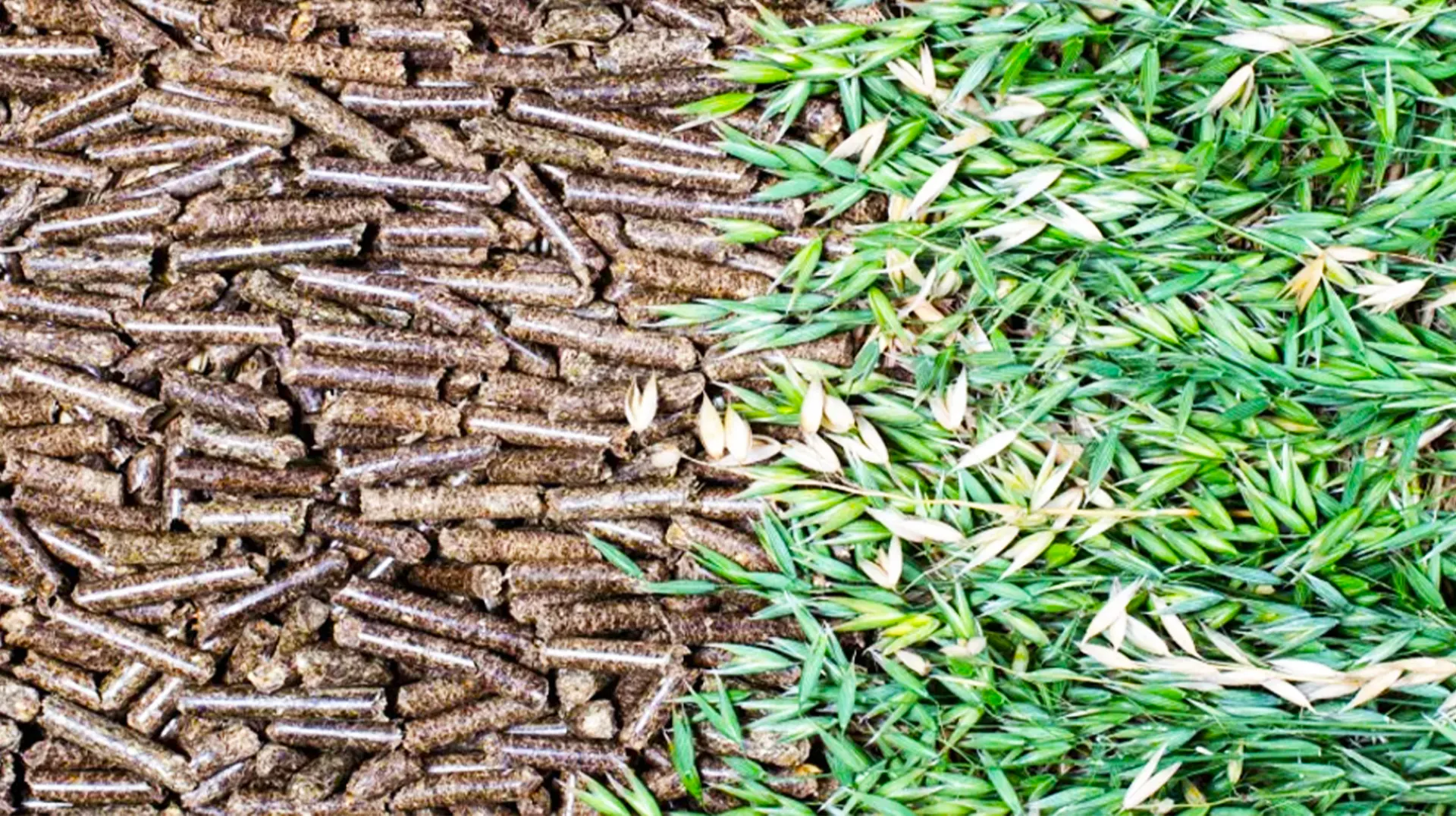 spirulina-organic-feed-2