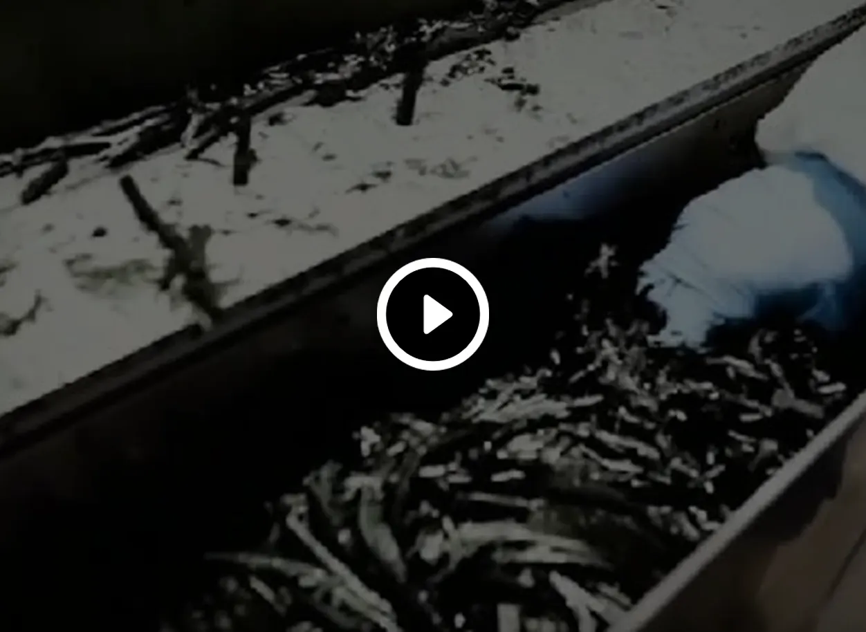 RWD Spirulina Drying System-yt