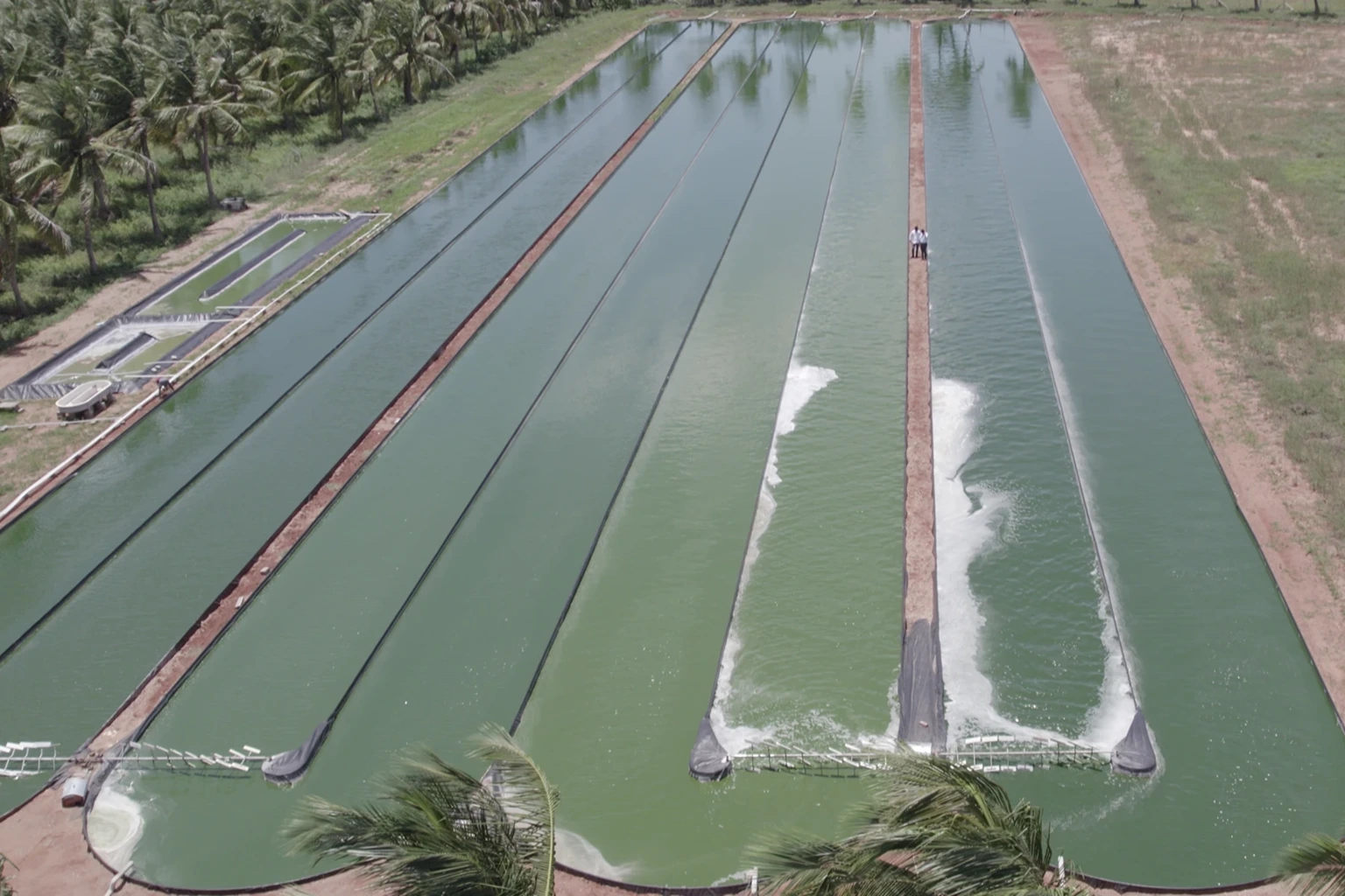 Spirulina Cultivation Tank Types Explained