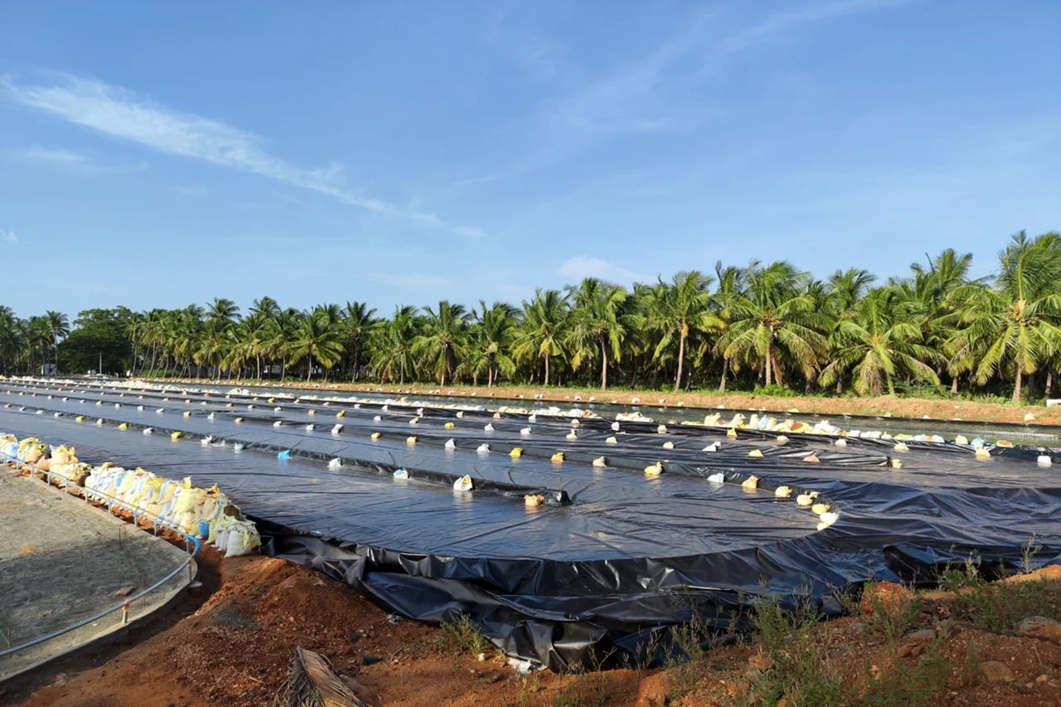 Spirulina Farming 101: A Beginner’s Guide