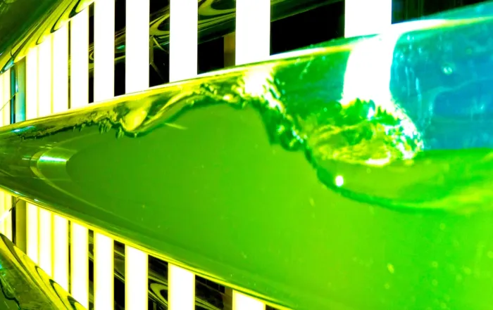 The Role of Artificial Lighting in Controlled Spirulina Cultivation