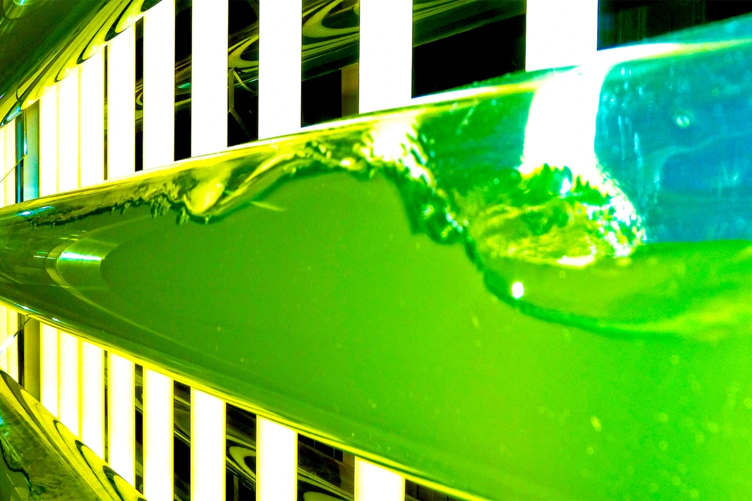 The Role of Artificial Lighting in Controlled Spirulina Cultivation