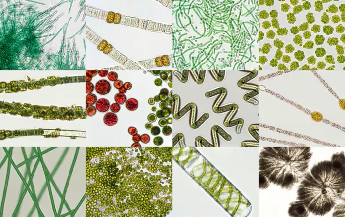Understanding the Basics: Spirulina vs Other Algae