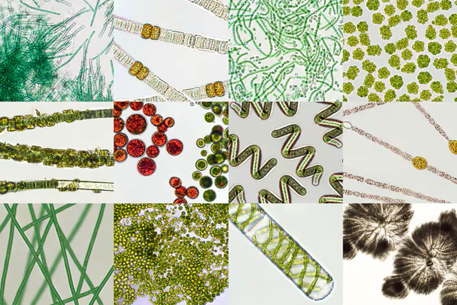 Understanding the Basics: Spirulina vs Other Algae