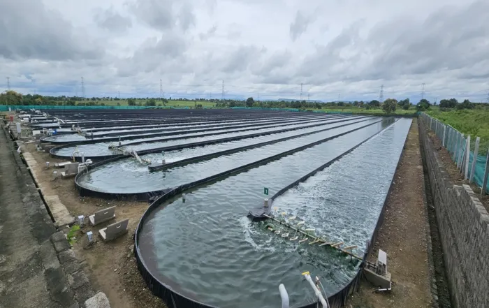 Building an Efficient Spirulina Raceways System