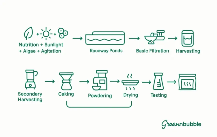 The Full Spirulina Farming Setup From Pond to Pack
