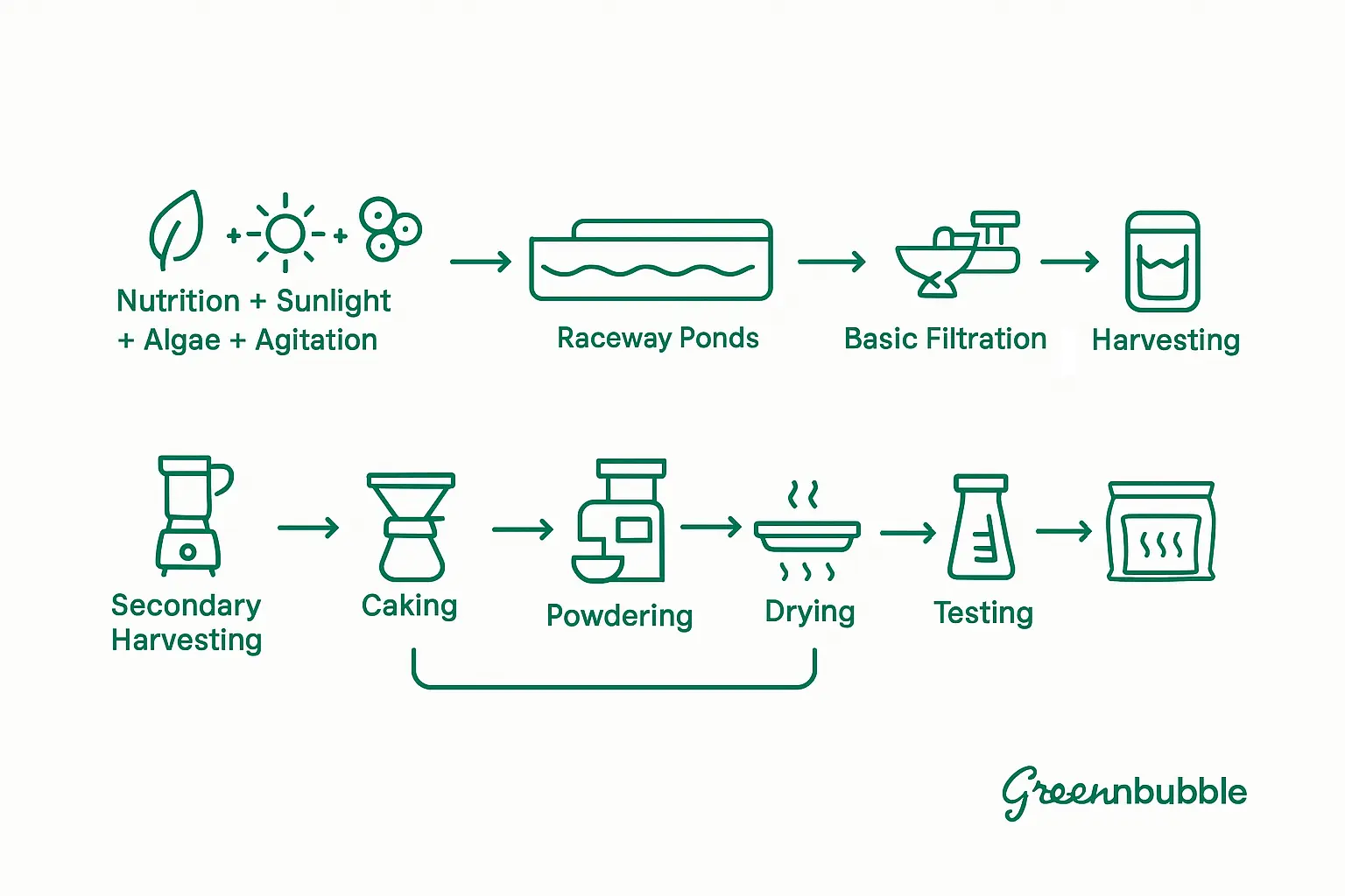 The Full Spirulina Farming Setup From Pond to Pack