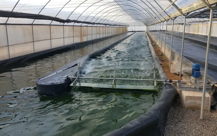 What is a Raceway Pond and Why It’s Ideal for Spirulina