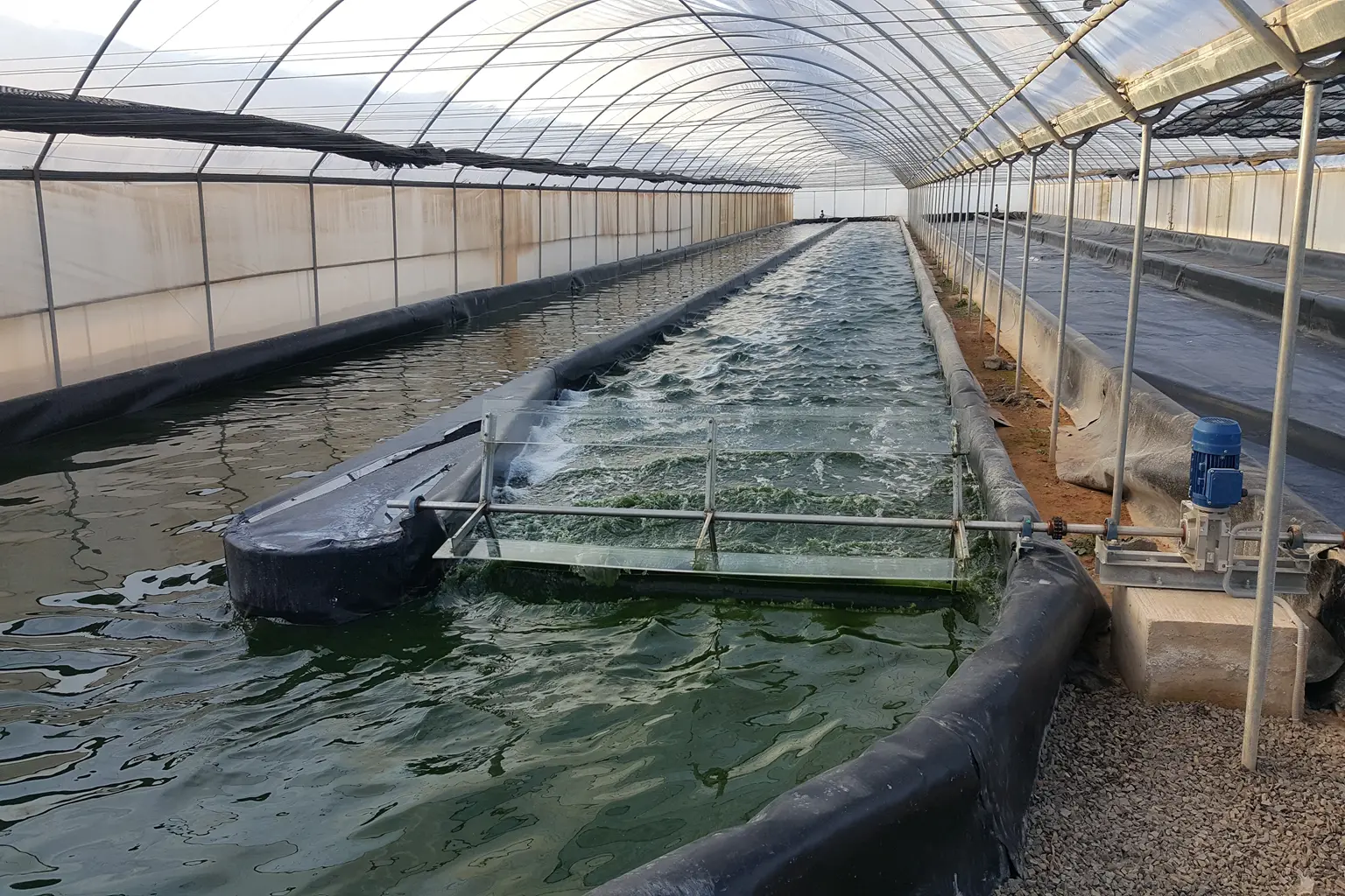 What is a Raceway Pond and Why It’s Ideal for Spirulina