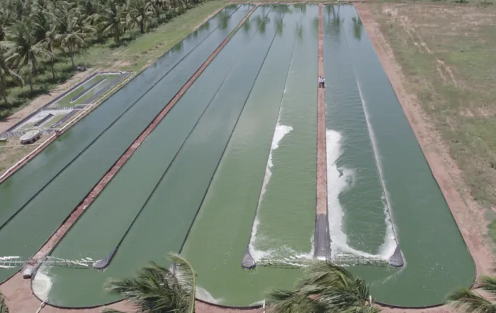 Building a GMP-Compliant Spirulina Unit