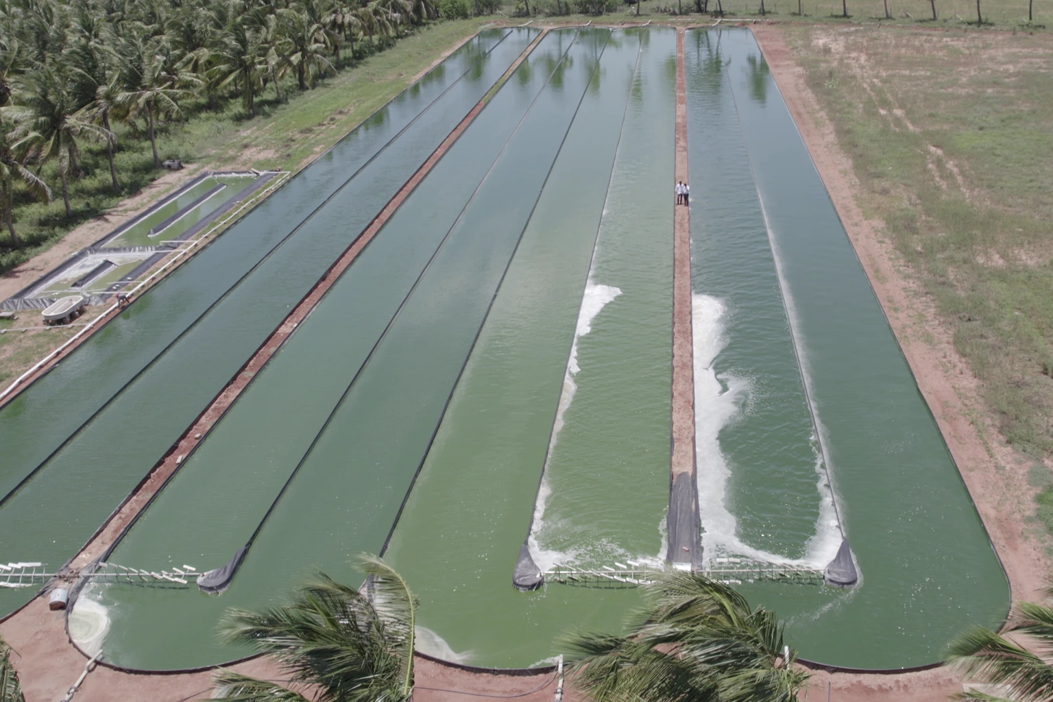 Building a GMP-Compliant Spirulina Unit