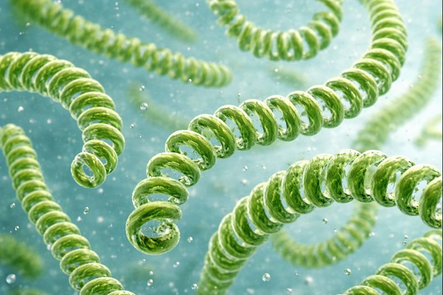 Spirulina Culture Crash What Went Wrong